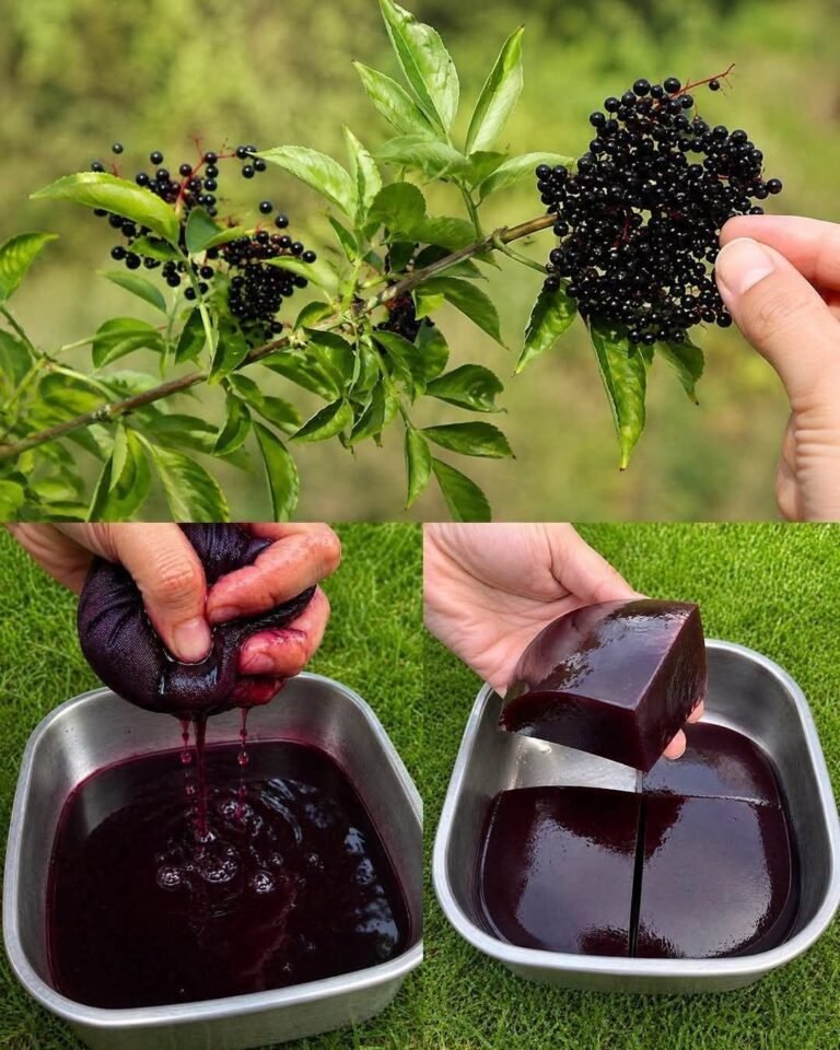 Sugar-Free Elderberry Protein Jelly Recipe for Meal Prep