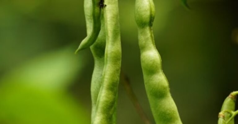 Tangy Garlic Dill Green Beans for High-Protein Snacking