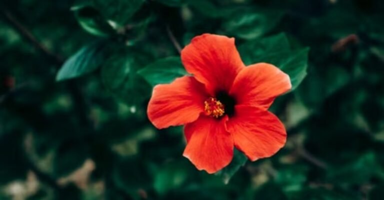 High-Protein Tart Hibiscus Raspberry Protein Shake for Hormonal Wellness